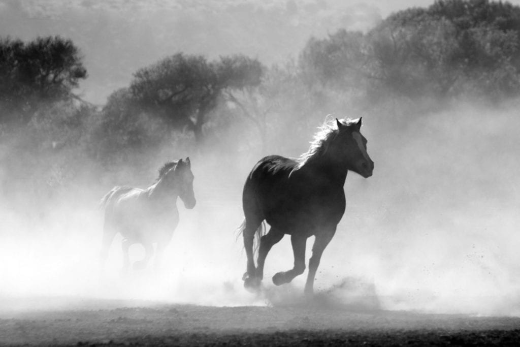 busy horses running wild