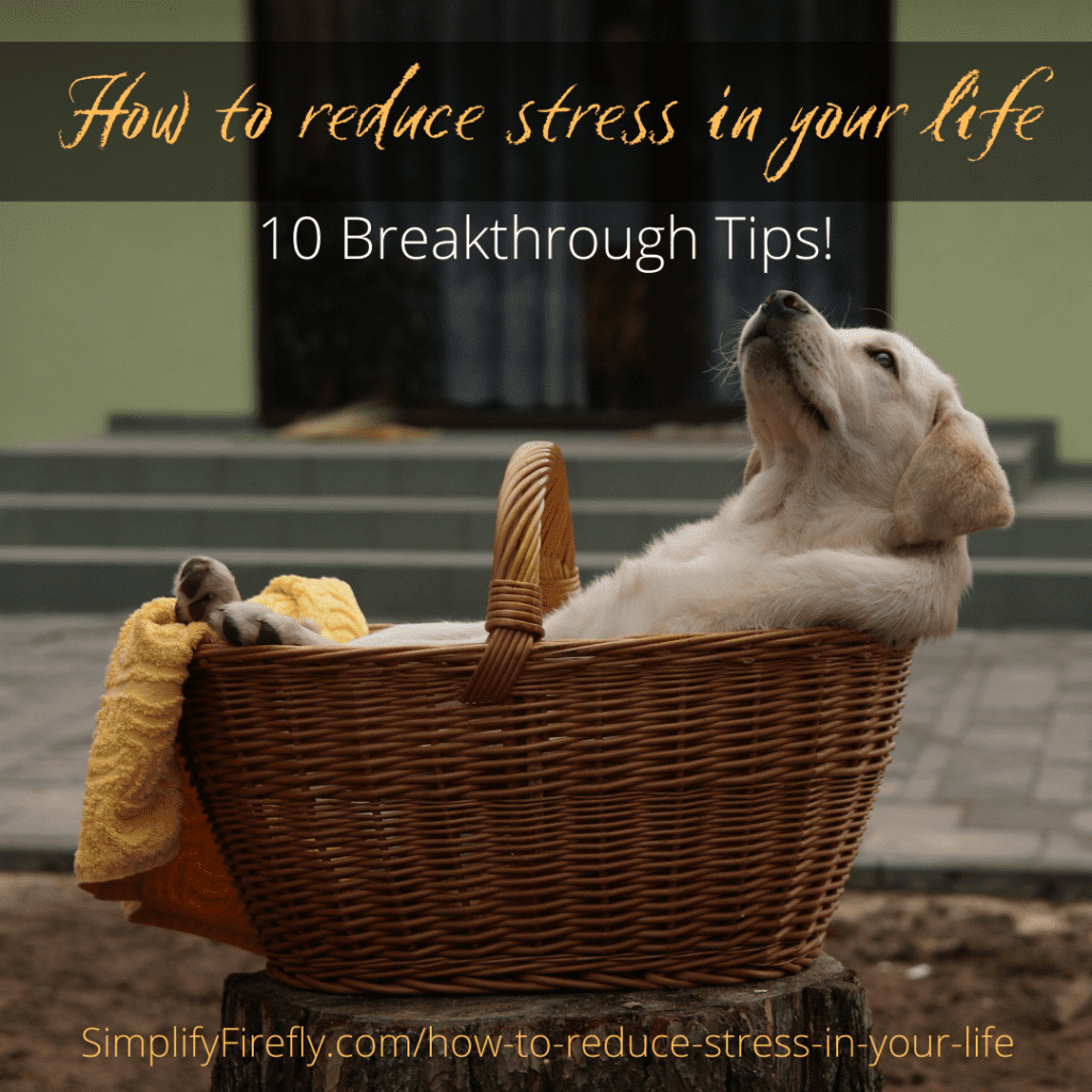 how to reduce stress in your life puppy in basket