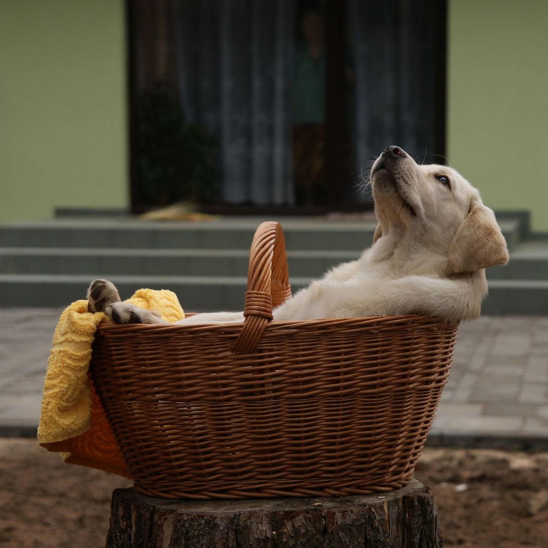 puppy sitting in basket